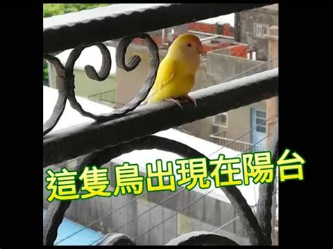 陽台有鳥風水|【有鳥飛來陽台】歡迎鳥兒築巢！解讀有鳥飛來陽台的吉祥寓意